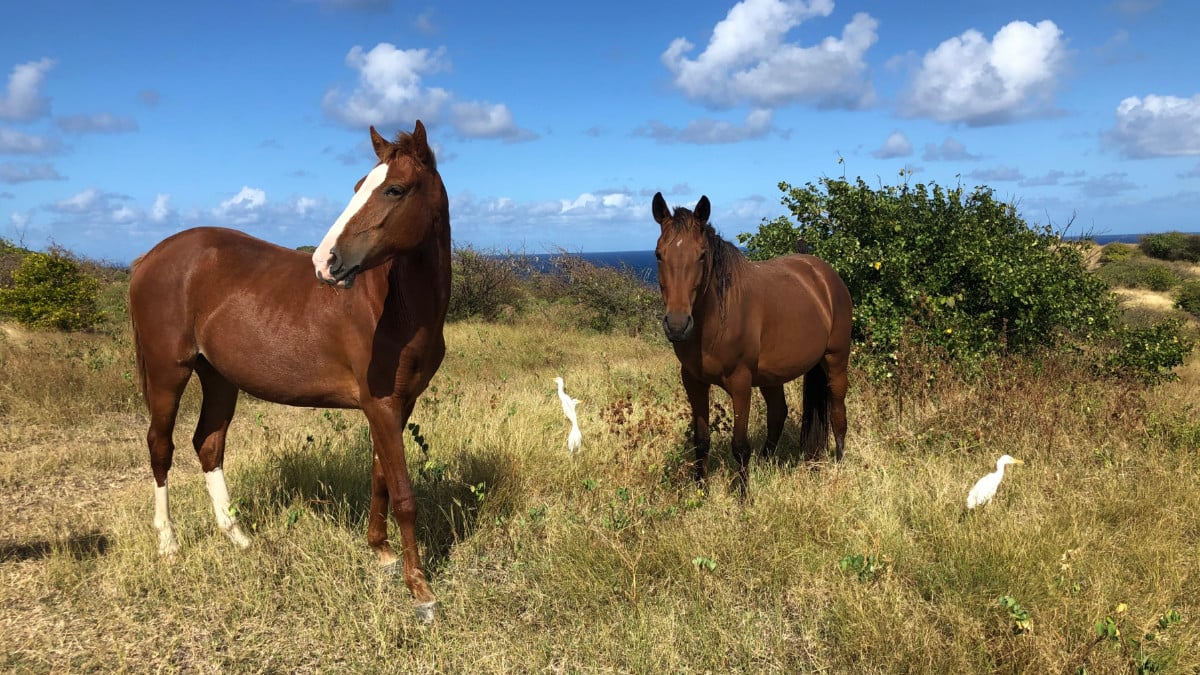Horses on the Caribbean Island